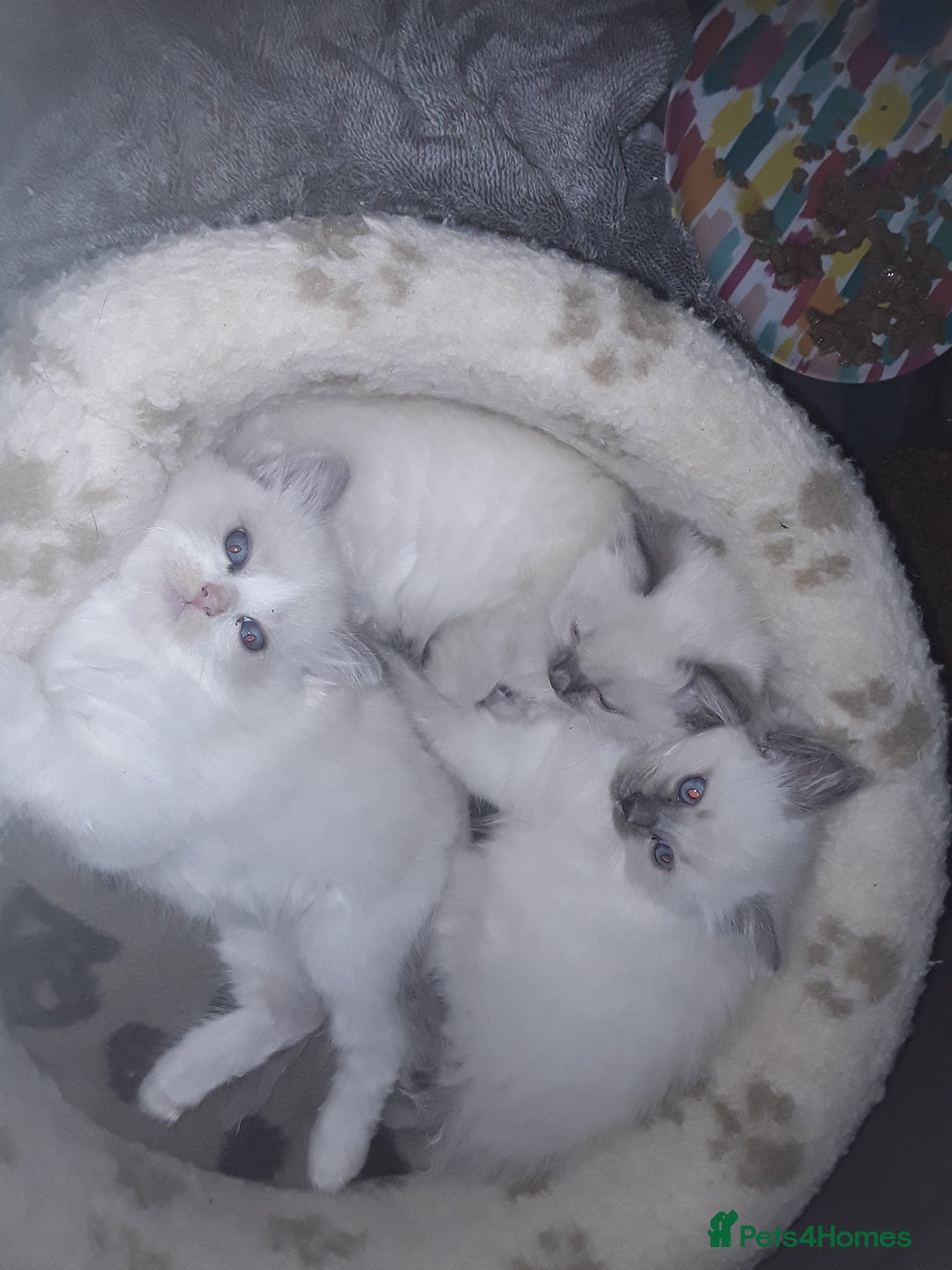 Ragdoll cats for sale: Stunning ragdolls - Advert 1