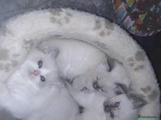 Ragdoll cats Stunning ragdolls - Advert 8