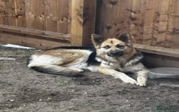 Shepsky dogs for sale: German Shepherd X Husky puppies  - Image 1