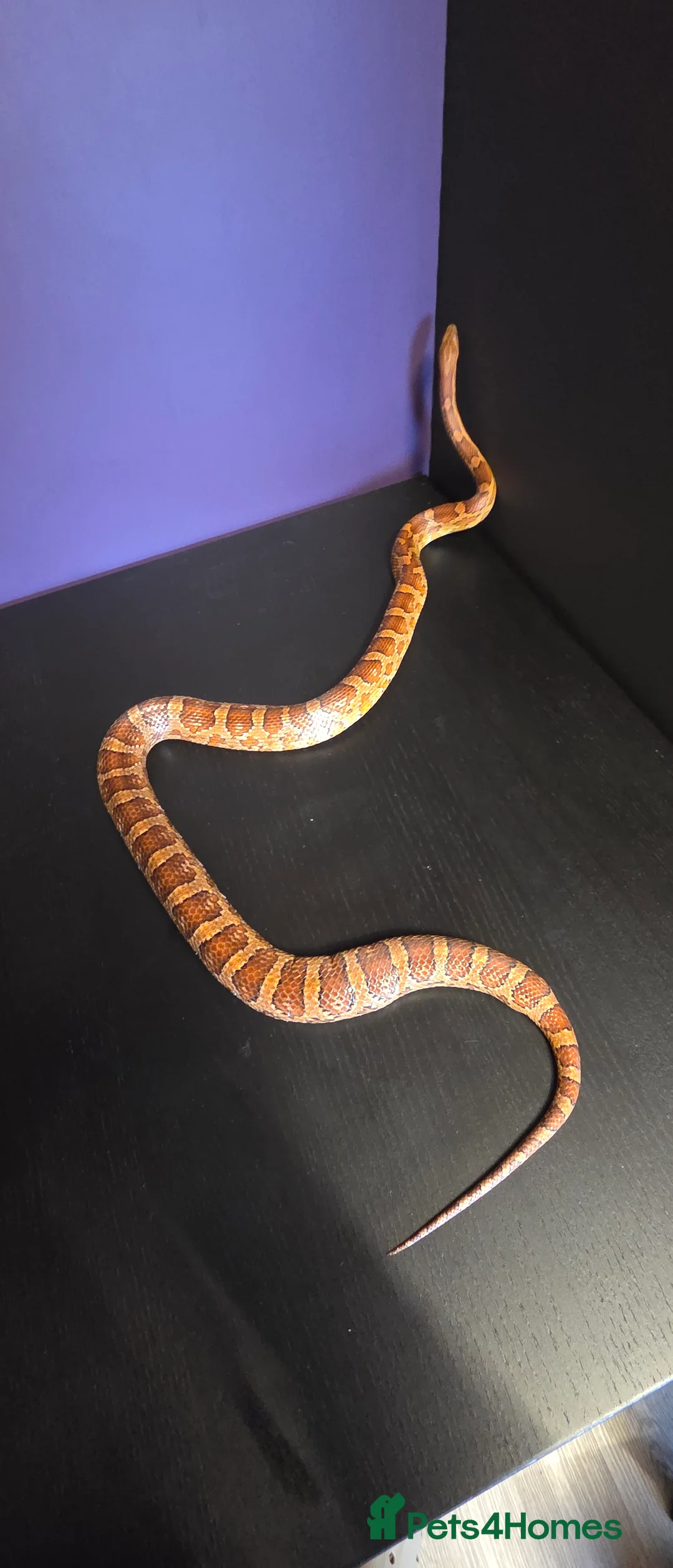 Corn Snake reptiles for sale: Cornsnakes normal lavender hypo fire tessera - Advert 10