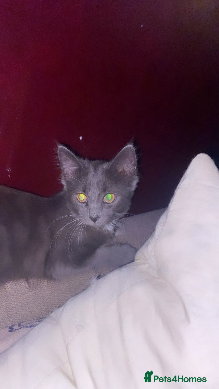 Maine Coon cats 🥇VERY. Rare kitten for sale🎀. - Advert 1