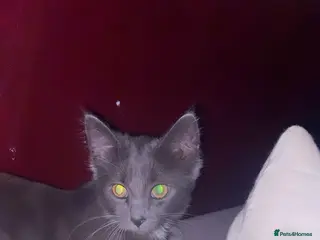 Maine Coon cats 🥇VERY. Rare kitten for sale🎀. - Advert 1