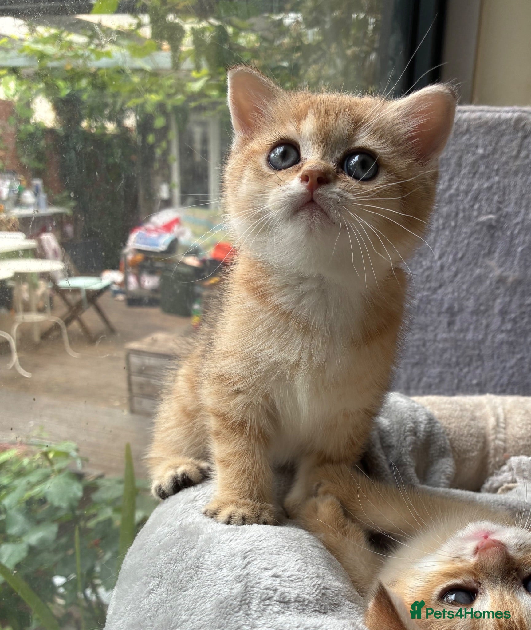British Shorthair cats Adorable pure  golden British shorthair kittens - Advert 5