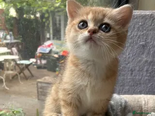 British Shorthair cats Adorable pure golden British shorthair kittens - Advert 5