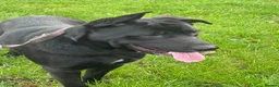 Mixed Breed dogs for sale: Labrador cross stuffy - Advert 3
