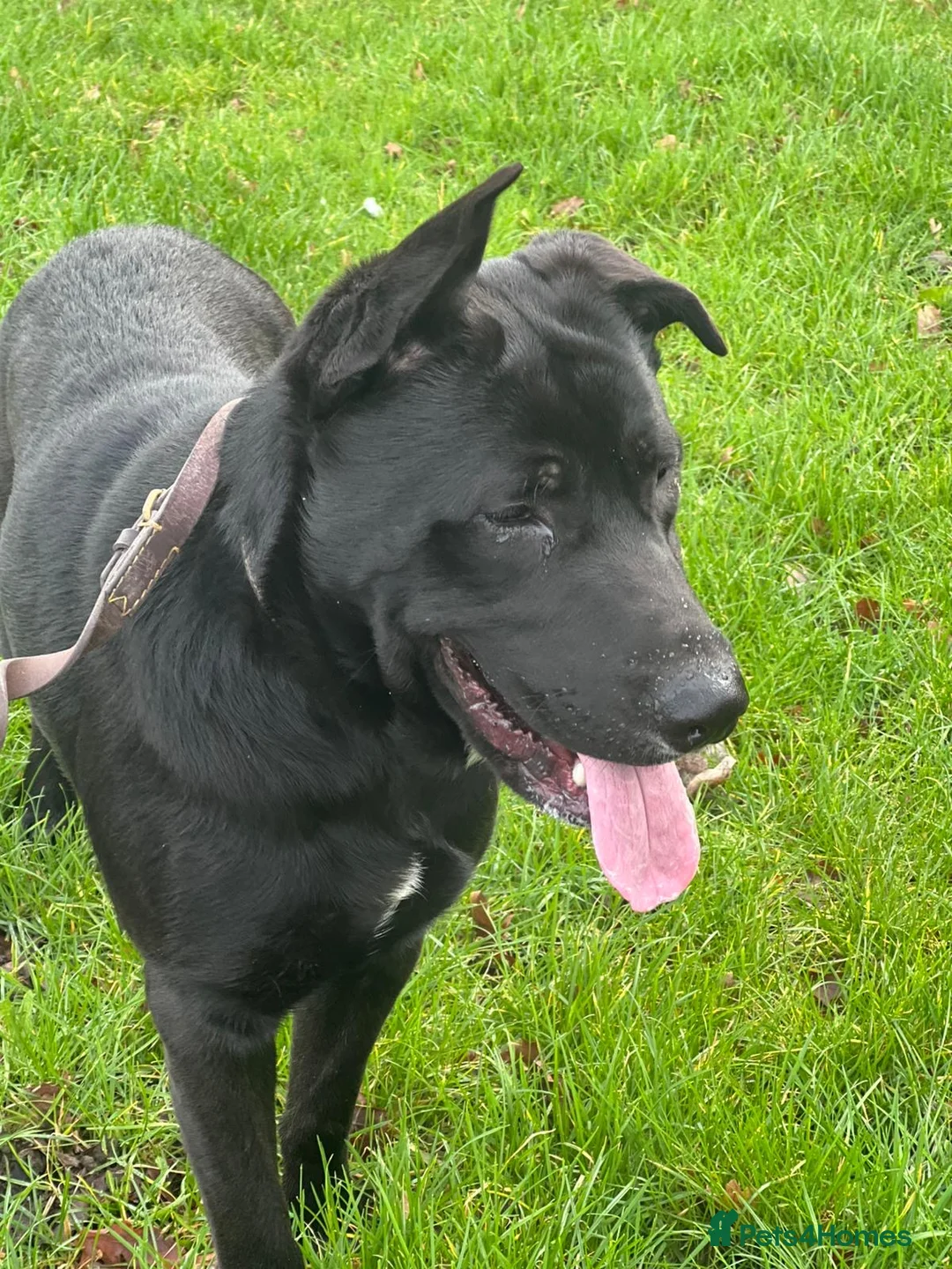 Mixed Breed dogs for sale: Labrador cross stuffy - Advert 3