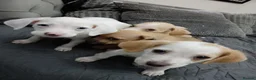 Mixed Breed dogs for sale: Beagle x staffy puppies 8 weeks in Rowley Regis - Advert 19