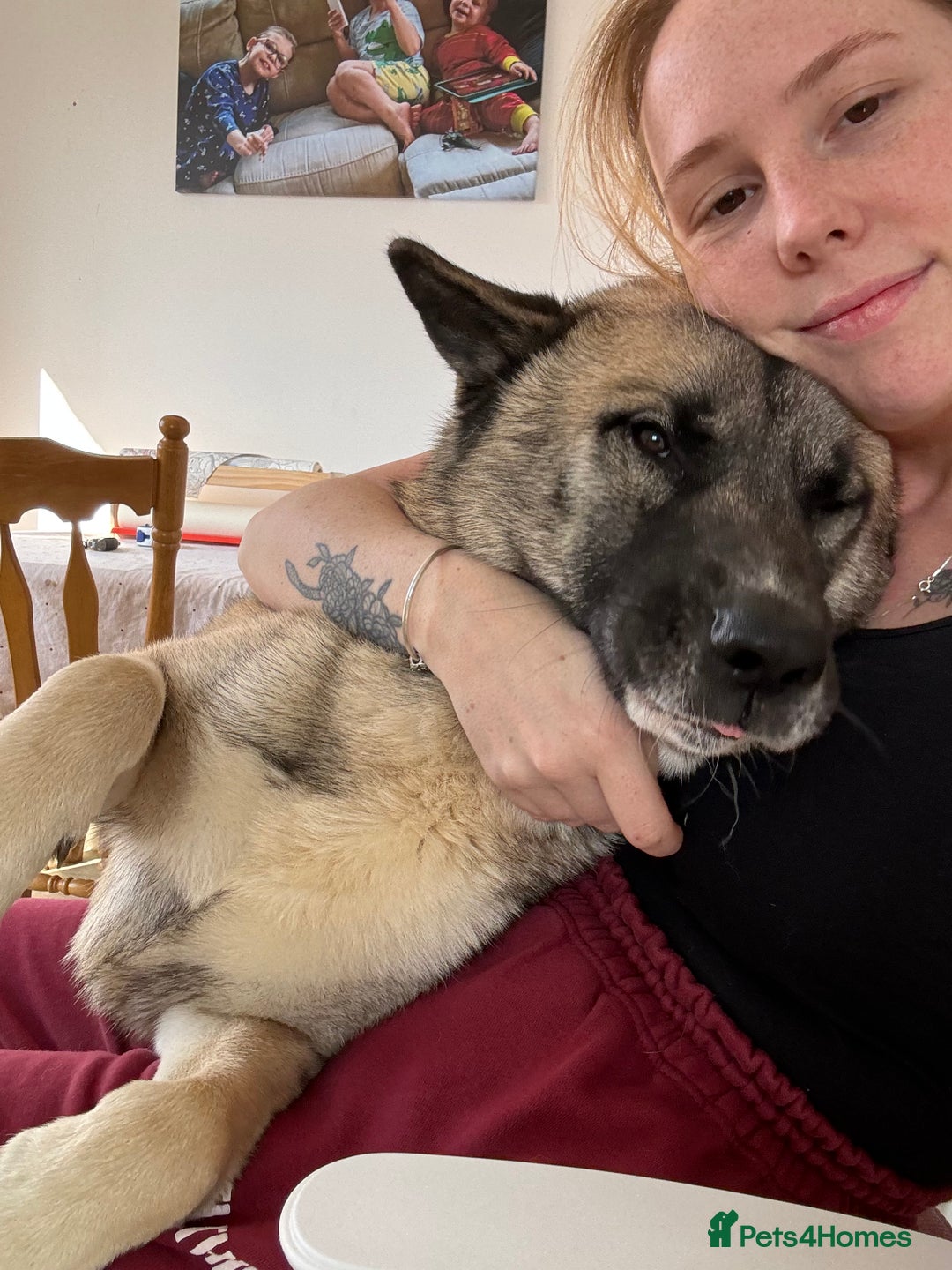 Huskita dogs for sale: Male Huskita almost 2  - Image 3