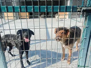 Mixed Breed dogs Peggy & Mitch. 5 yrs. Available for adoption. - Advert 6