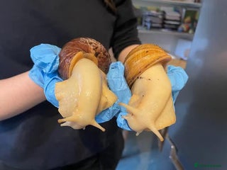 Snails invertebrates for sale: 2 African Land Snails (Fizz and Wizz) - Advert 1