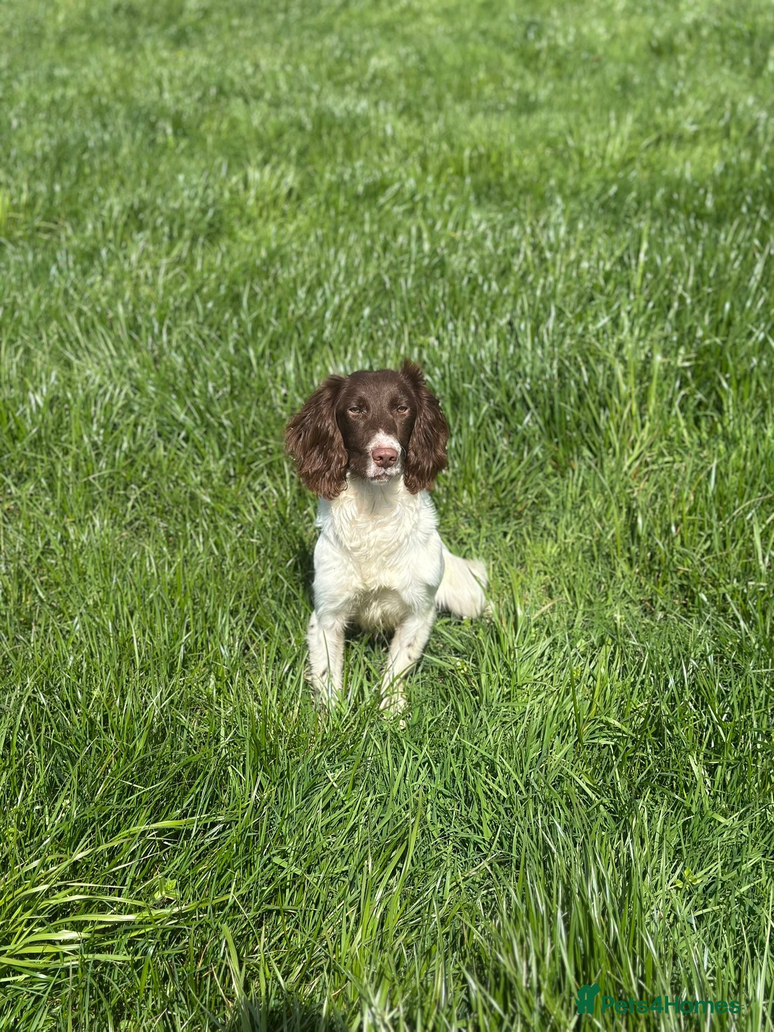 English Springer Spaniel dogs English springer spaniel  - Advert 2