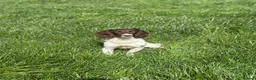 English Springer Spaniel dogs for sale: English springer spaniel  - Advert 1