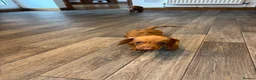 Dachshund dogs for sale: Dachshund puppies - Advert 10