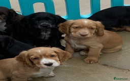 Cocker Spaniel dogs for sale: Beautiful Kc cocker spaniel  boys and girls  - Image 17