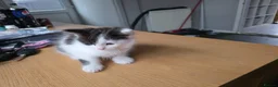 British Longhair cats for sale: Black and white kitten in Stockport - Advert 7