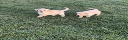 Labrador Retriever dogs for sale: Labrador puppies for sale  - Advert 3