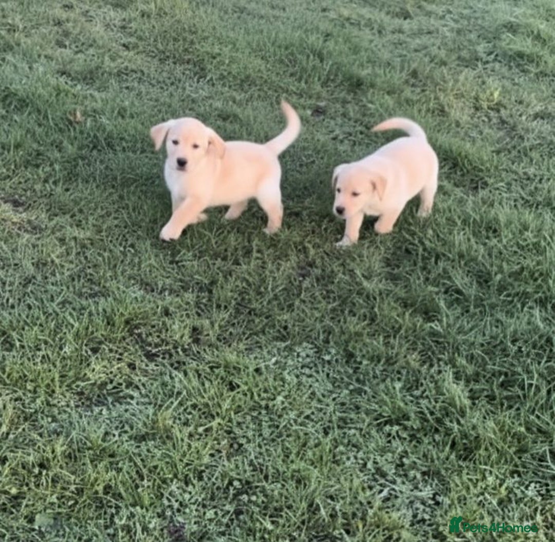 Labrador Retriever dogs for sale: Labrador puppies for sale  - Advert 3