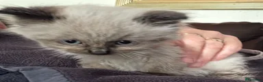 Ragdoll 1