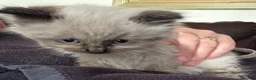 Ragdoll cats for sale: Ragdoll kittens  - Advert 5