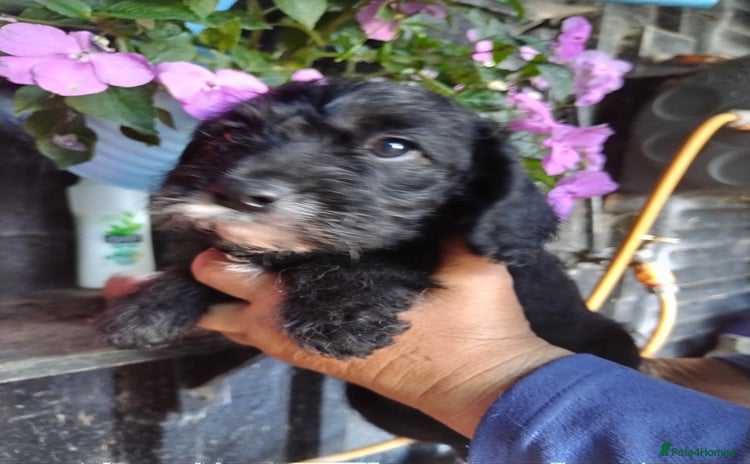 Cavapoo dogs - Advert 1