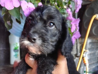 Cavapoo dogs - Advert 5