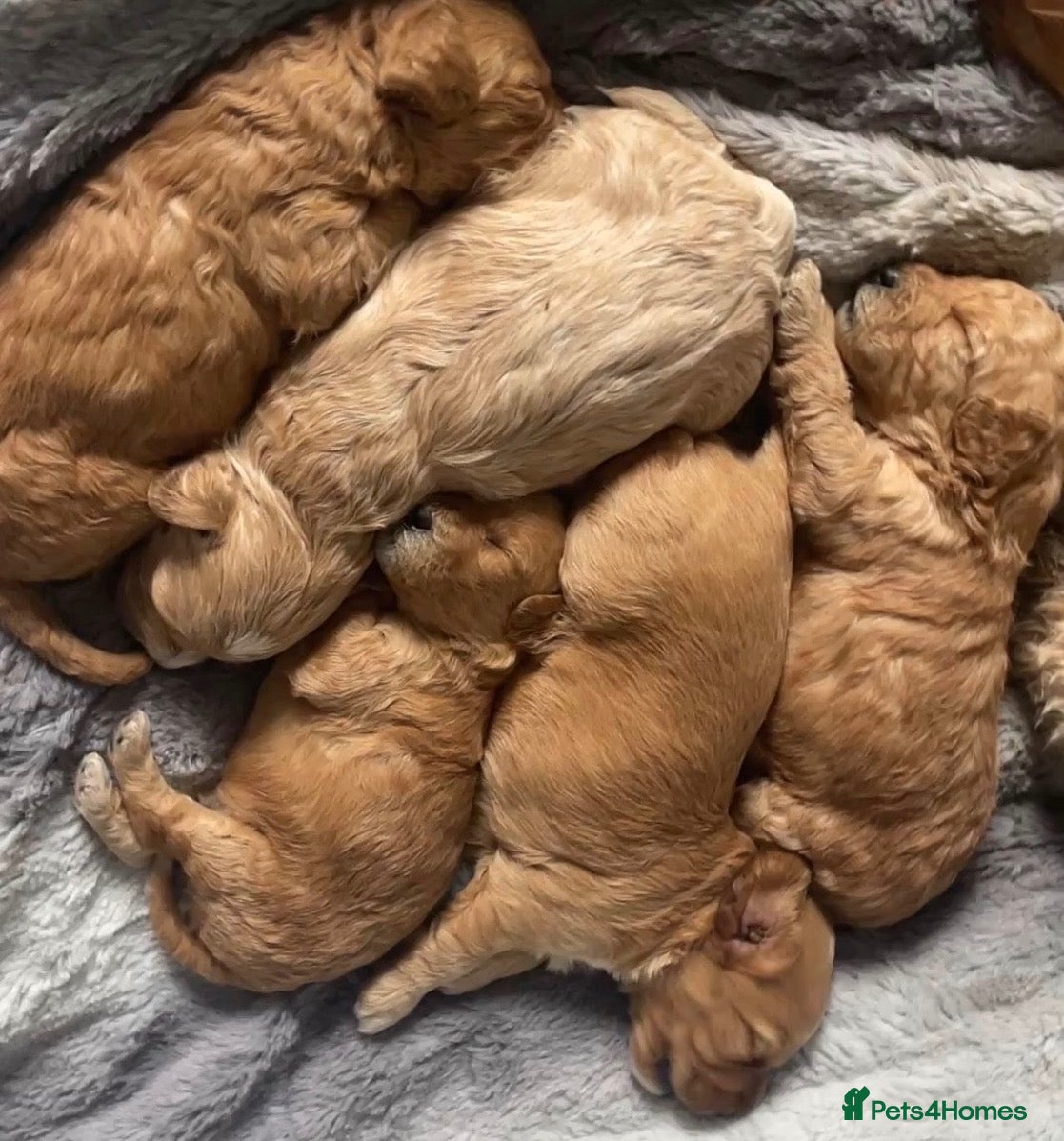Cockapoo dogs 5⭐️ genetic tested Cockapoo Cream, Apricot, Red  - Advert 1