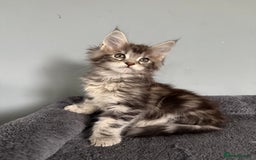 Maine Coon cats for sale: XL Russian Cubs 💛 - Image 4