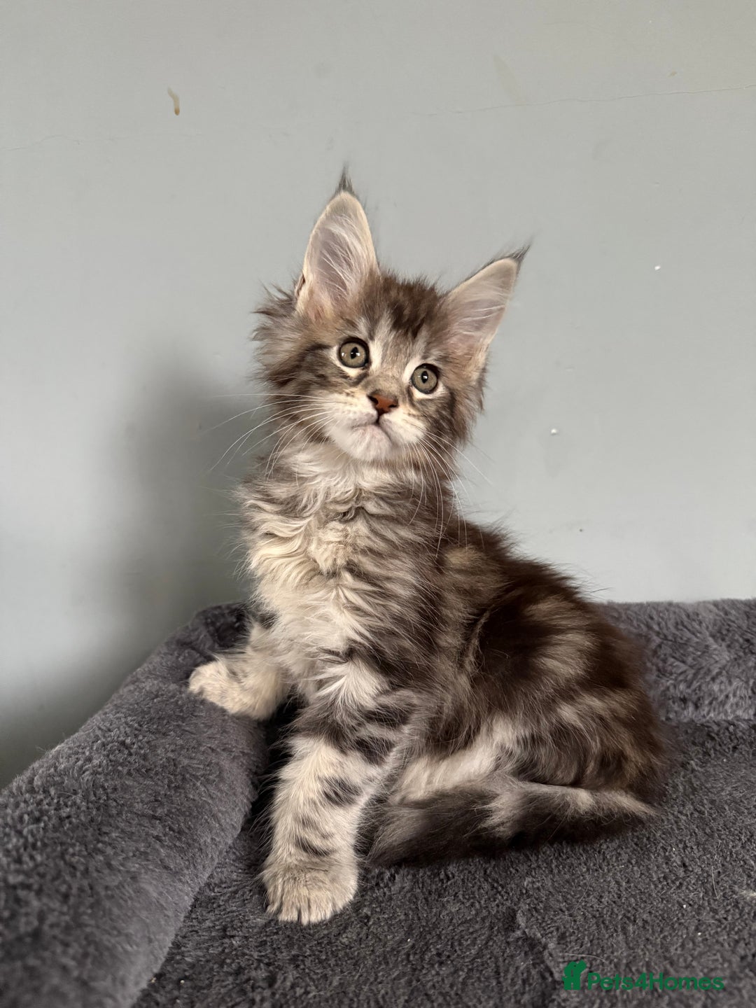 Maine Coon cats for sale: XL Russian Cubs 💛 - Image 4