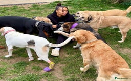 Mixed Breed dogs for adoption: Gentle Louie is ready for his forever family! - Image 2