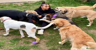Mixed Breed dogs - Advert 1