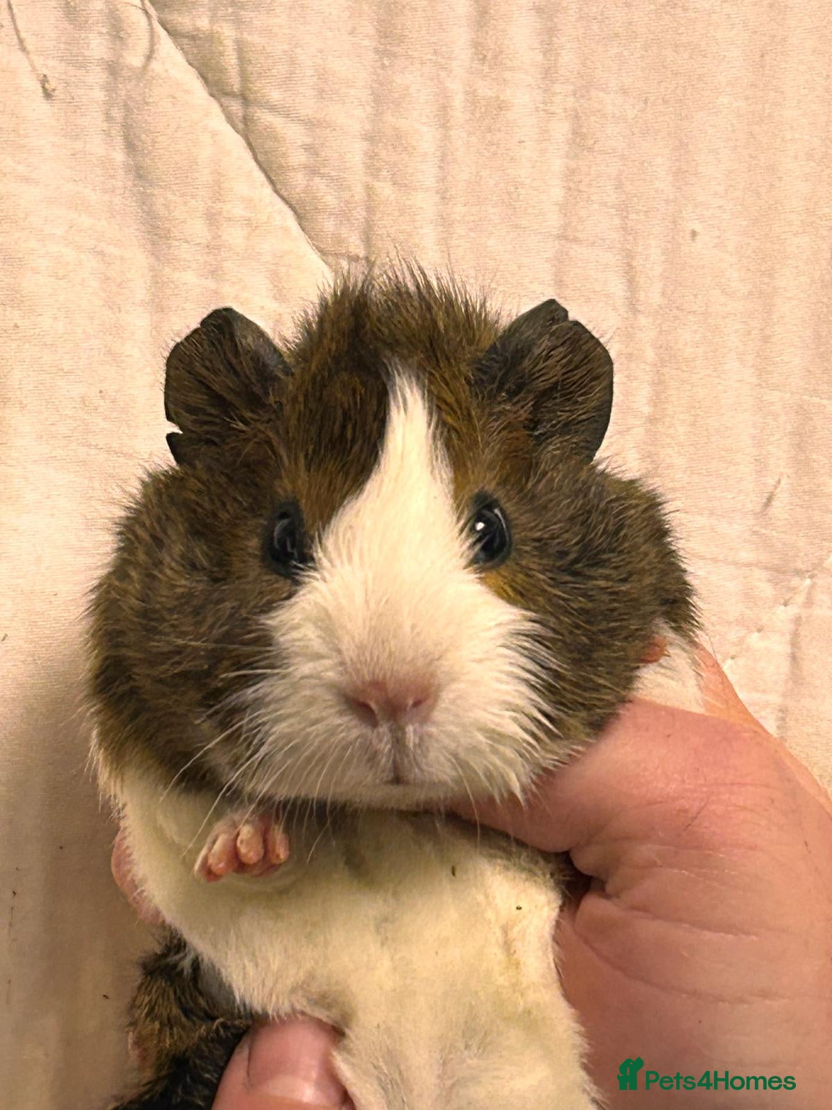 Guinea Pig rodents Baby Female Guinea Pigs For Sale  - Advert 1