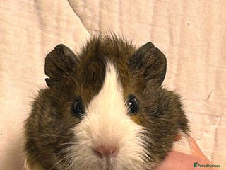 Guinea Pig rodents Baby Female Guinea Pigs For Sale - Advert 1