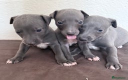 Whippet dogs for sale: 	“KC Reg Blue Boy's  – Absolutely Adorable!” - Image 5