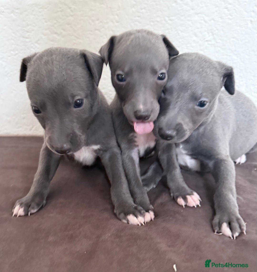 Whippet dogs for sale: 	“KC Reg Blue Boy's  – Absolutely Adorable!” - Image 5
