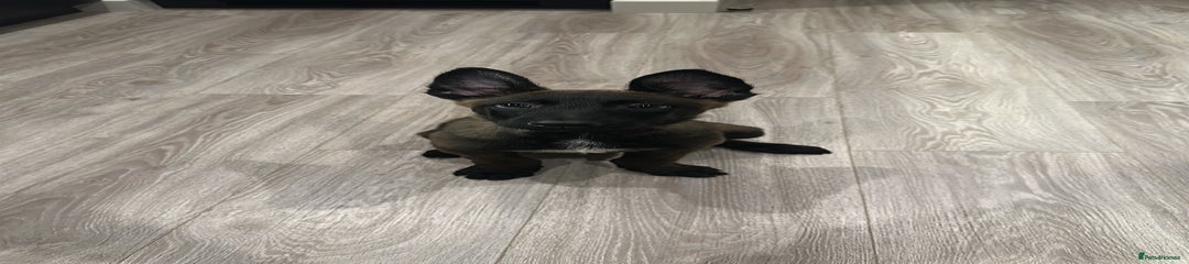 Belgian Shepherd Dog Puppy 1