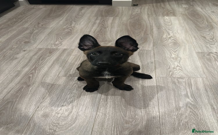 Belgian Shepherd Dog dogs - Advert 4