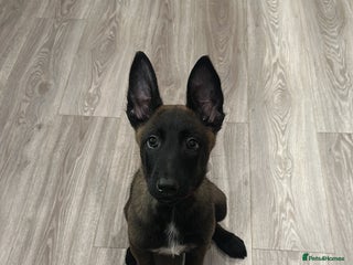 Belgian Shepherd Dog dogs for sale - Advert 1