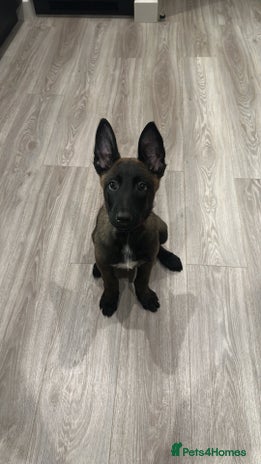 Belgian Shepherd Dog dogs - Advert 1