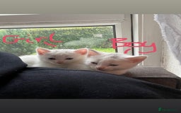 British Shorthair cats for sale: British white shirt hair  - Image 2