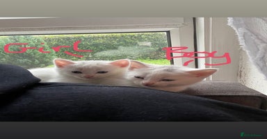 British Shorthair cats - Advert 14