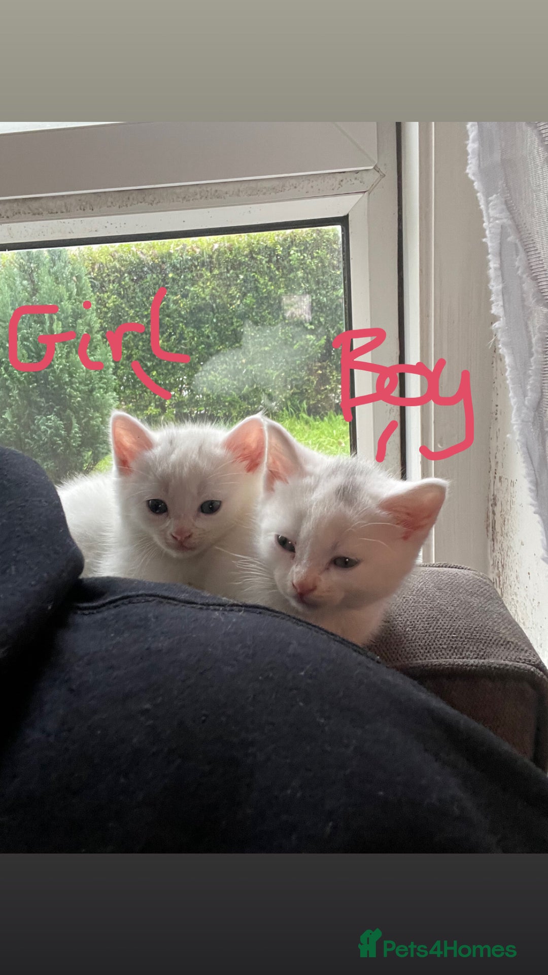 British Shorthair cats for sale: British white shirt hair  - Image 2