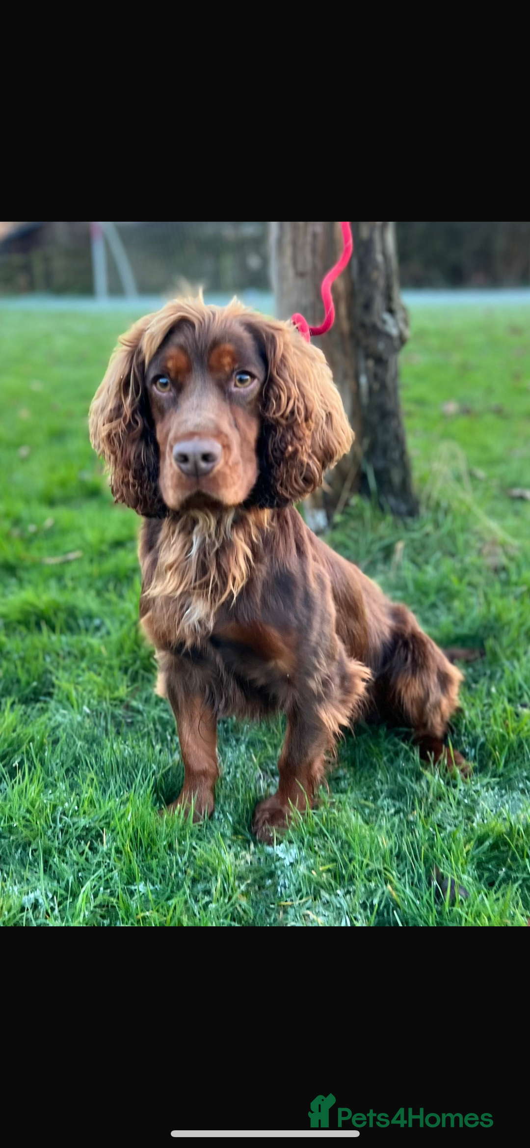 Cocker Spaniel dogs for sale: Cocker Spaniel Pups Outstanding Pedigree Lines! - Advert 39