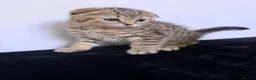 Scottish Fold cats for sale: The Stunning Scottish Fold kittens are ready - Advert 20