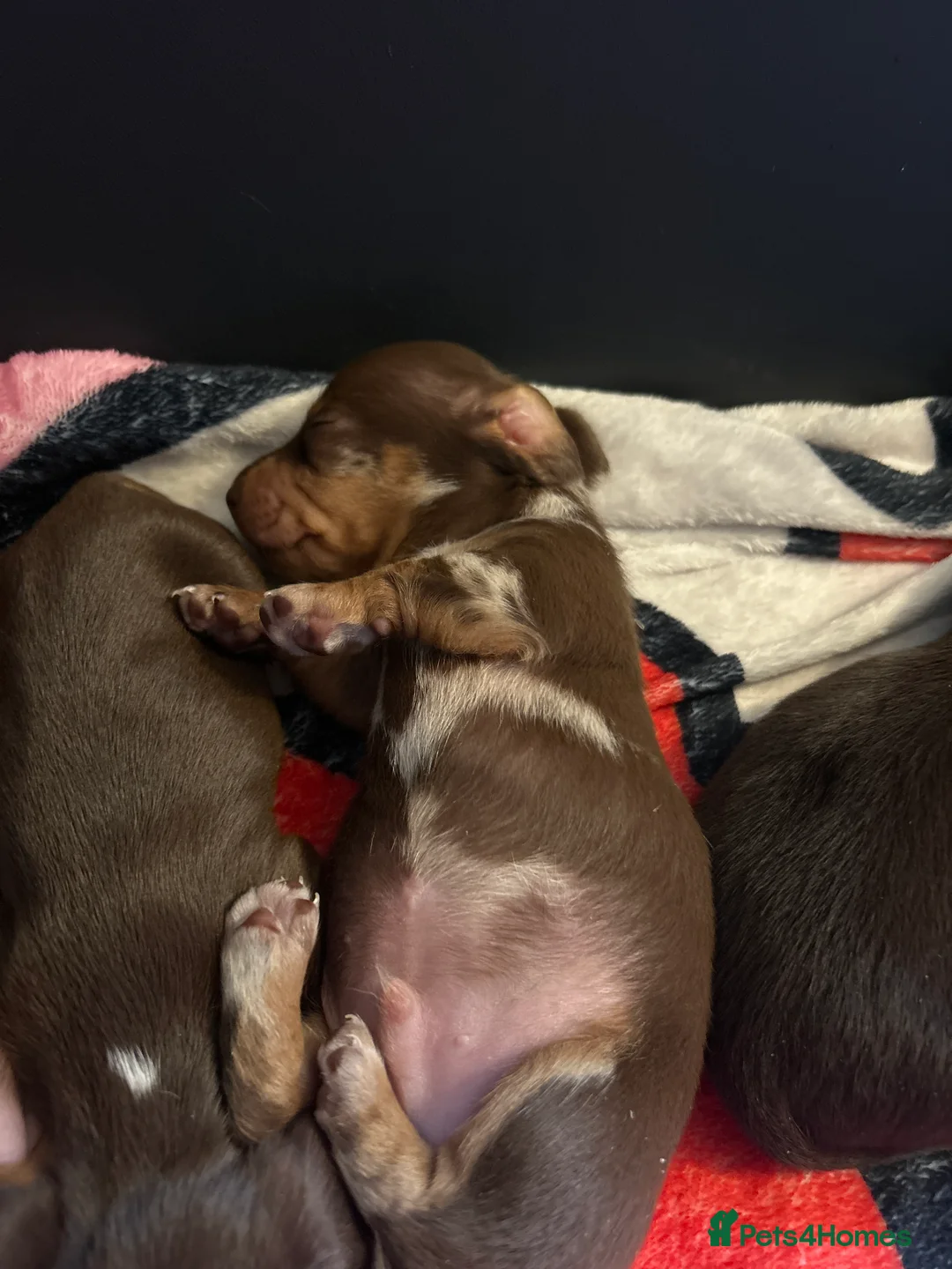 Miniature Dachshund dogs for sale: 6 beautiful mini dachshunds  - Advert 2