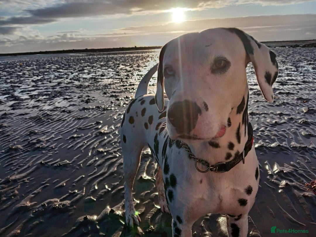Dalmatian dogs for sale: KC Registered Dalmatian Puppies - Image 10