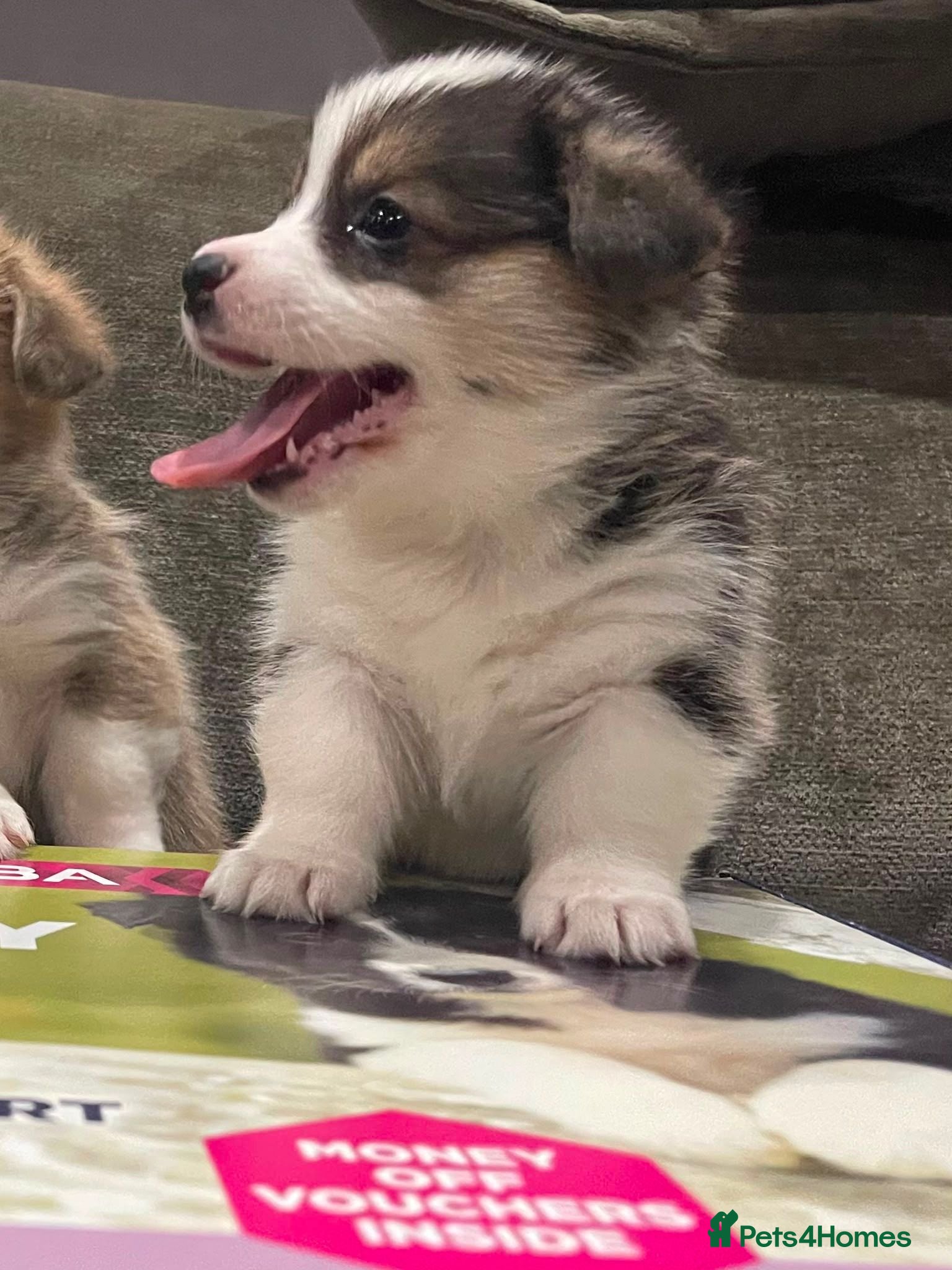 Welsh Corgi Pembroke dogs KC registered health tested parents  - Advert 15