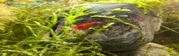 Mixed Breed livestock for sale: Neocaradina shrimp - Advert 14