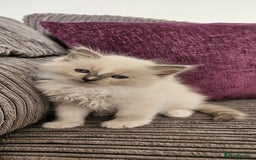Ragdoll cats for sale: Stunning Ragdoll kittens looking for new homes - Image 17