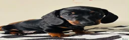 Miniature Dachshund dogs for sale: Miniature Dachshund  in Dungannon - Advert 3