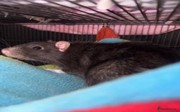 Rat rodents for sale: Rats for sale - Image 9
